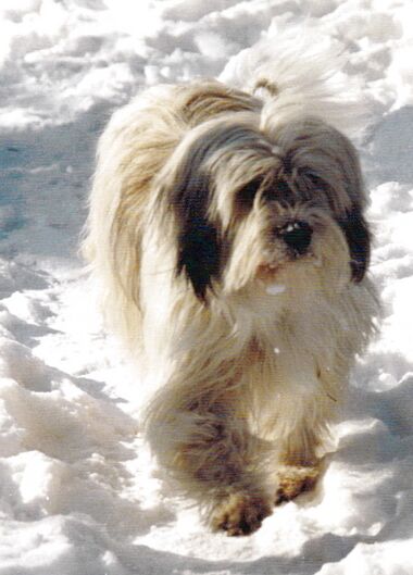 Lilo im Schnee